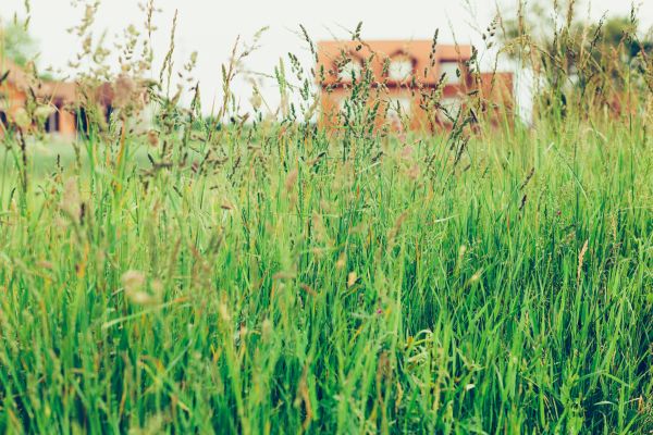 Tall Grass Cutting in Gig Harbor