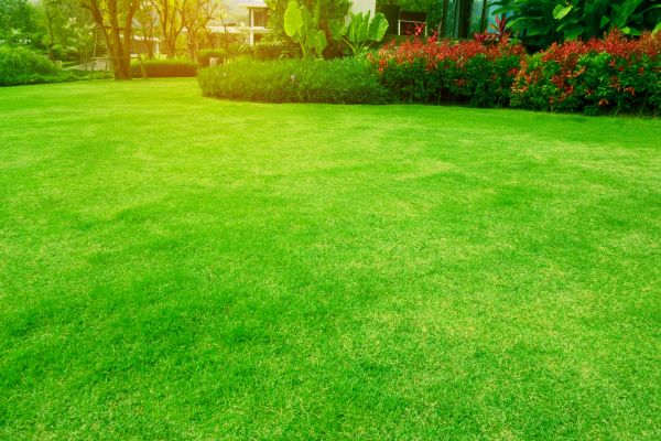 Grass Maintenance in Gig Harbor