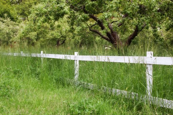 Fence Line Trimming in Gig Harbor